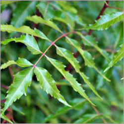 Neem Leaf
