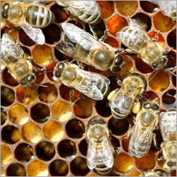 Honey Products