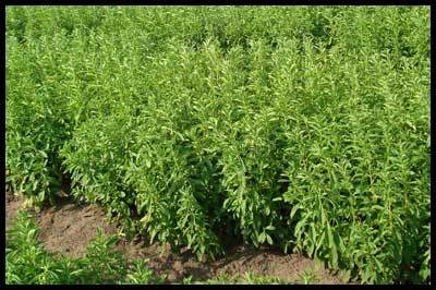 Holy Basil