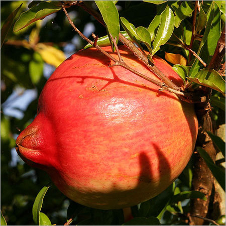Pomegranate
