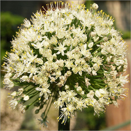 Onion Flower Head