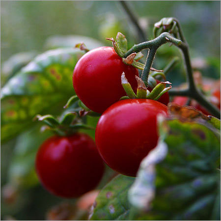 Cherry Tomatoes