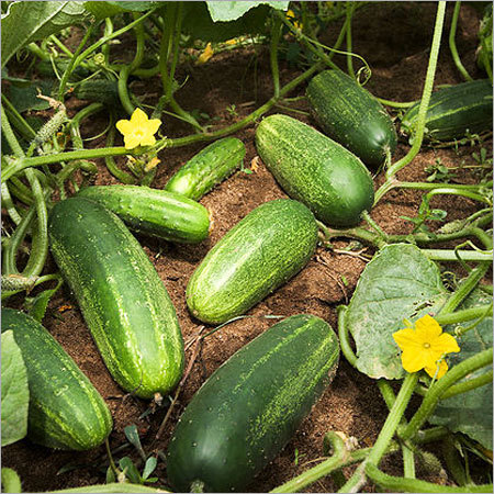 Cucumber