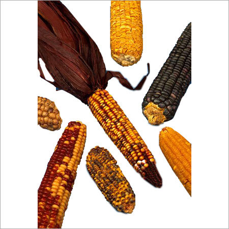 Maize