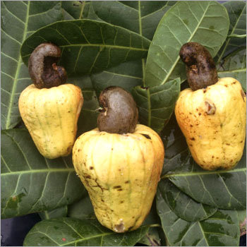 Gordon Cashew Nuts