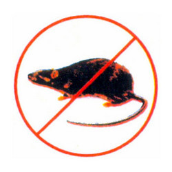 Rodent Control Services - Dry Chemical Bait Treatment Effective Pest Control Rodent Elimination Property Protection for Commercial Spaces