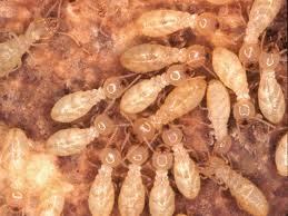 Termite Control Services