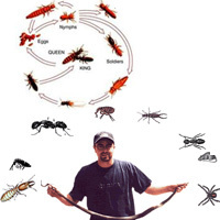 General Pest Control Services