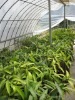 mango plants