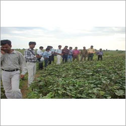 Soya Seeds