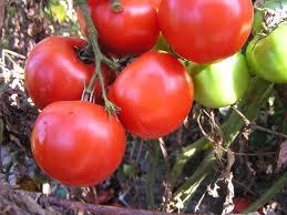 Tomato