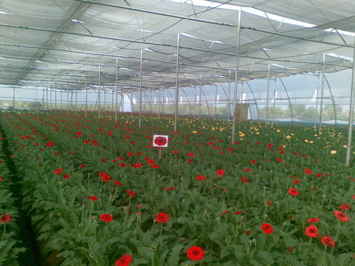GI Pipes Greenhouse Structure