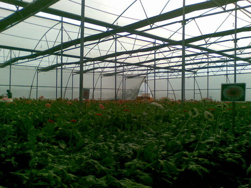 Greenhouse Structure 