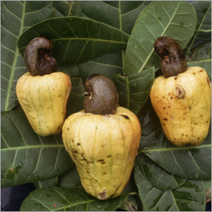 Russell Gordon Cashew Nuts