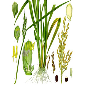 Millet