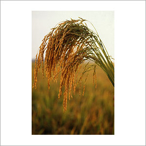 Grain Rice
