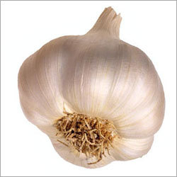 Fresh Garlic
