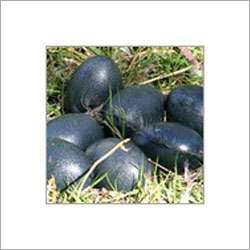 Fresh Emu Eggs