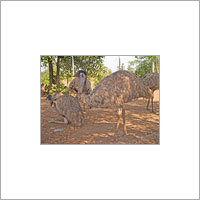 Emu Birds