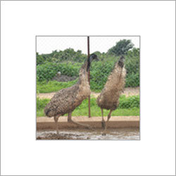 High Breed Emu Birds