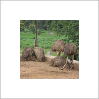 Emu Chicks