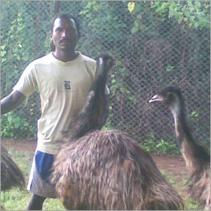 Farm Emu Birds