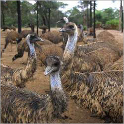 Healthy Emu Chicks
