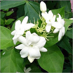 Jasmine