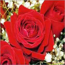 Red Rose