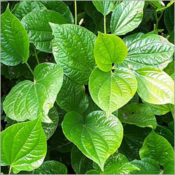 Betel Leaf