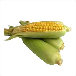 Sweet Corn
