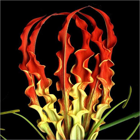 Gloriosa Superba Seeds