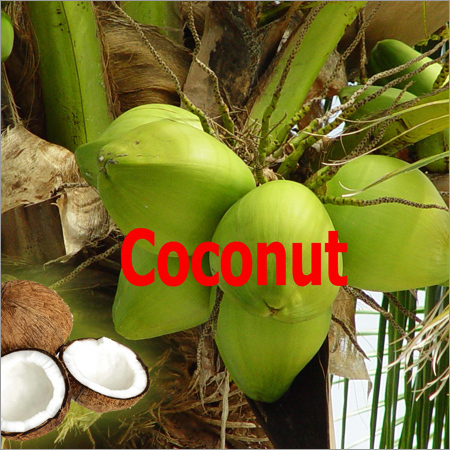 Coconut