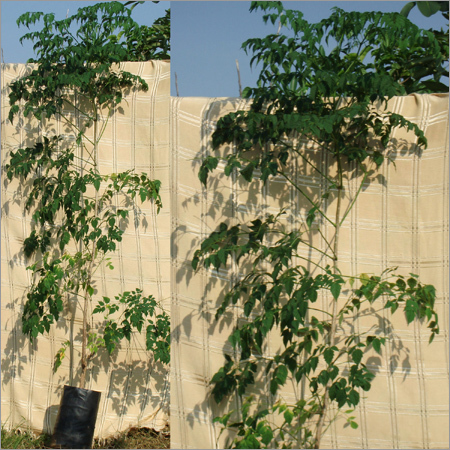 Millingtonia hortensis Linn