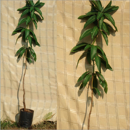 Mangifera Indica