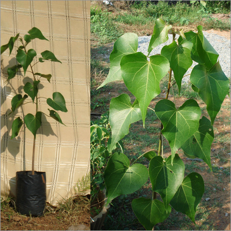 Thespesia Populna Plant (Gangaravi)