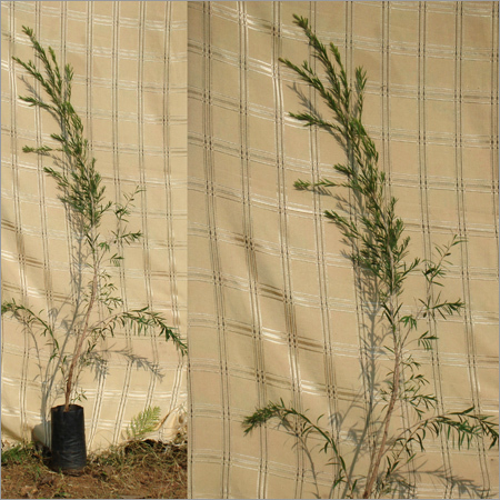 Callinstemon Viminalis (Bottle Brush)