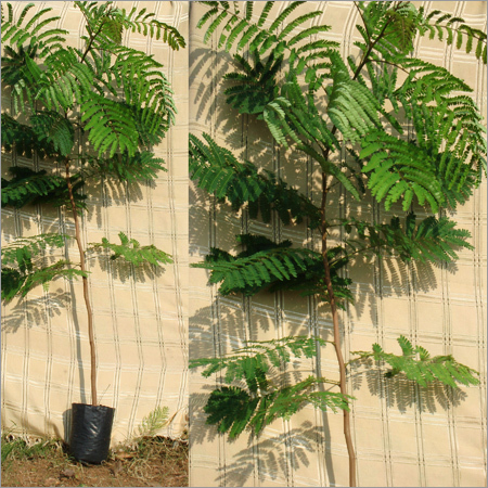 Peltophorum Ferrugineum Plants