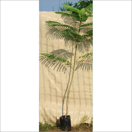 Delonix Regia