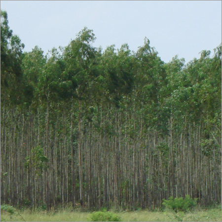 Clone Eucalyptus Tree