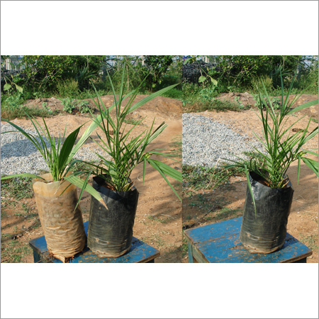 Phoenix Dactylifer (Datepalm)