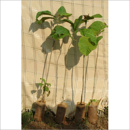 Ayurvedic Medicinal Plants Tectona Grandis