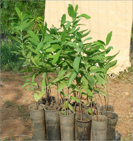 Santalum Album (Sreegandham)