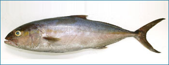 Amberjack