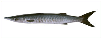 Barracuda Seafood Fish