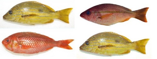 Blue Line Seafood Fish