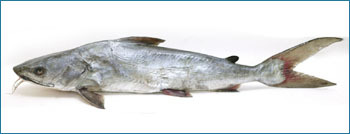 Cat Fish Seafood
