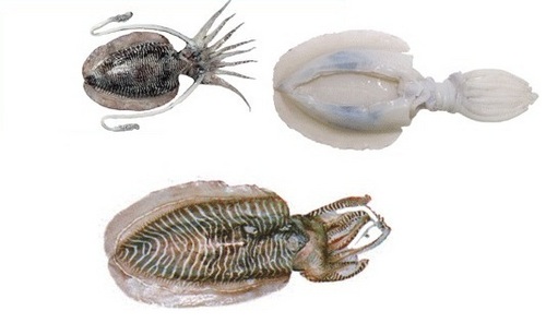Cuttlefish Seafood Fish