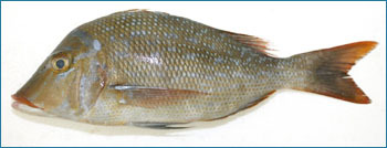 Emperor Seafood Fish