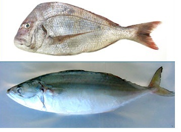 Humped Red Seafood Fish